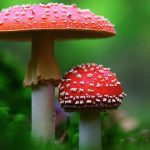 Why Are Online Vendors The Best To Buy Magic Mushroom Gummies?