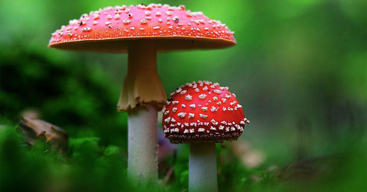 Why Are Online Vendors The Best To Buy Magic Mushroom Gummies?